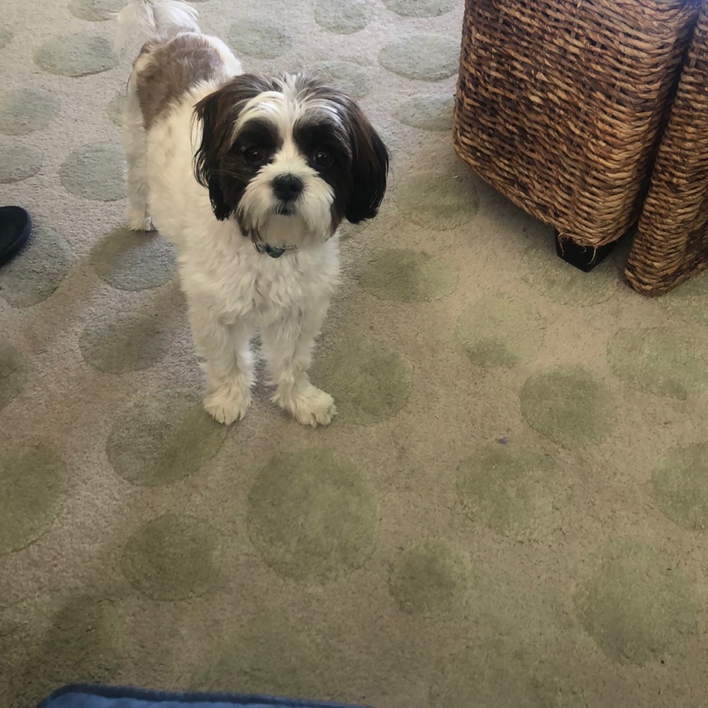 Meet your Posher, Lyssa